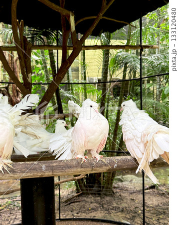 White decorative doves with feathered tails perch on perch surrounded by tropical foliage. Concept of decorative birds. White decorative doves with feathered tails perch on perch surrounded by tropical foliage. Concept of decorative birds. 133120480