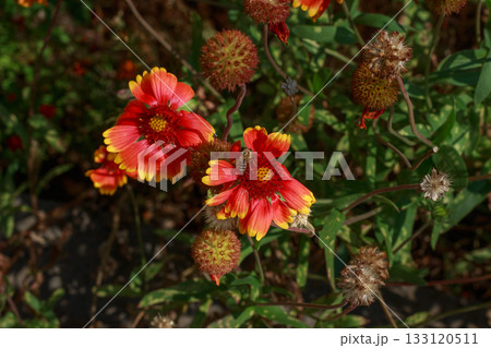 Bee Pollinating a Red and Yellow Blanket Flower (Gaillardia) Bee Pollinating a Red and Yellow Blanket Flower (Gaillardia) 133120511