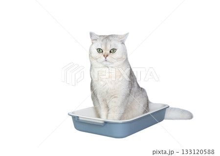 Adorable grey cat sitting in a tray on white background Adorable grey cat sitting in a tray on white background 133120588