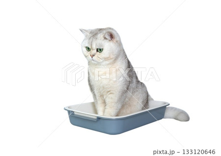 Adorable british shorthair cat sitting in litter box 133120646