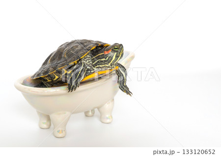 Red-eared slider turtle relaxing on miniature bathtub with white background 133120652