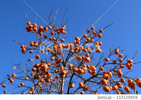 柿の木 山形県庄内 133120859