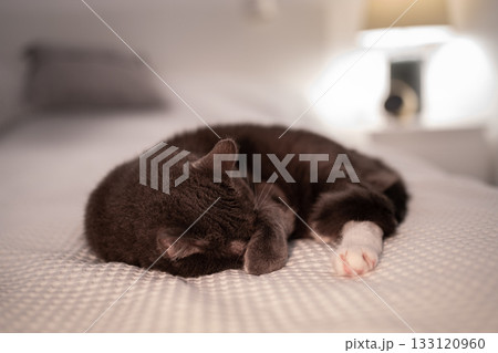 Black and white kitten sleeping on bed. Pet with closed muzzle with paw rest, relax, napping 133120960