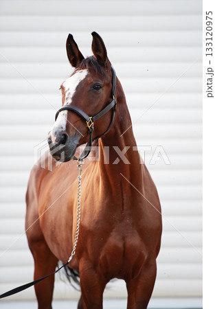 portrait of beautiful bay sportive horse against white stable wall. at evening 133120975
