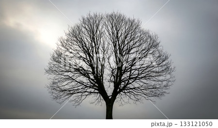 Lone leafless tree standing under a soft gray sky. 133121050