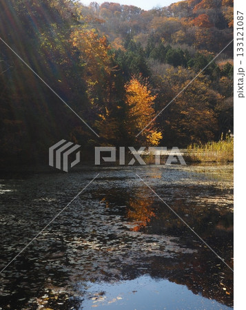 光が降り注ぐ沼（20251108112414） 133121087