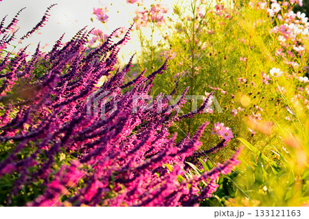 秋の陽を浴びるメキシカンセージ とコスモス 133121163