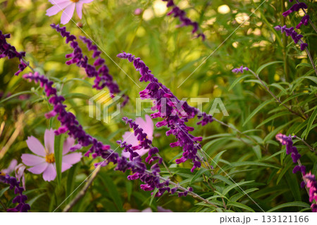 メキシカンセージ とコスモス 133121166