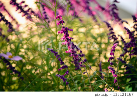 メキシカンセージ とコスモス メキシカンセージ とコスモス 133121167