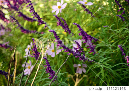 メキシカンセージ とコスモス 133121168