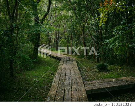 分岐する木道の山道 人生の岐路を象徴する森林風景 分岐する木道の山道 人生の岐路を象徴する森林風景 133121328