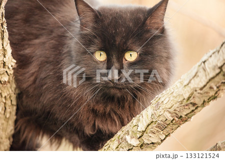 Black cat with long fur on a tree. Pet, cat. Black cat with long fur on a tree. Pet, cat. 133121524
