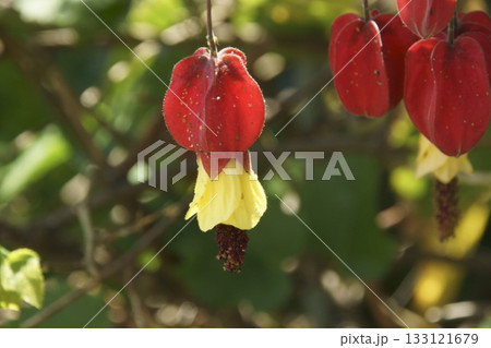 アブチロン 133121679