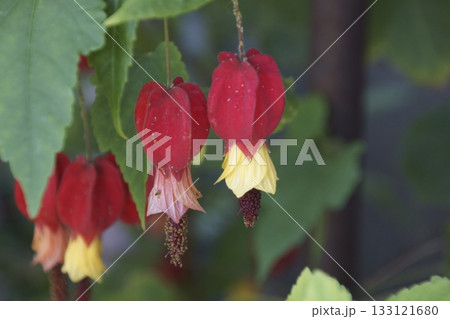 アブチロン 133121680