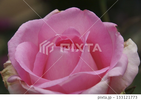 バラ 133121773