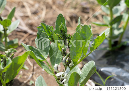 アブラムシによる害虫被害 そら豆 (家庭菜園) 4月 アブラムシによる害虫被害 そら豆 (家庭菜園) 4月 133121800