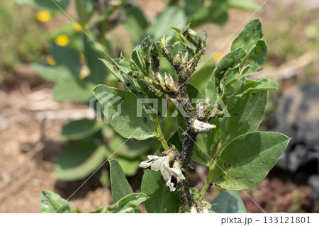 アブラムシによる害虫被害 そら豆 (家庭菜園) 4月 アブラムシによる害虫被害 そら豆 (家庭菜園) 4月 133121801