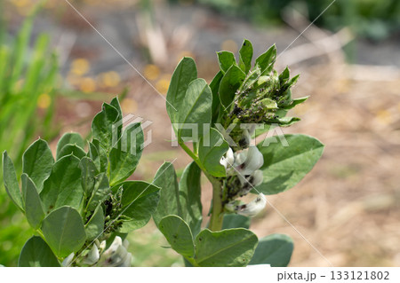 アブラムシによる害虫被害　そら豆　（家庭菜園）　4月 133121802