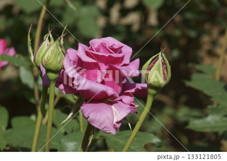 バラ バラ 133121805