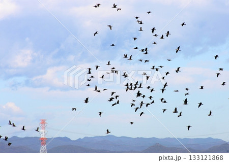 鳥だ、とびだ、とんびだ(2025.11.3) こんな数は はじめてじゃ。その数およそ140羽の鳶 133121868