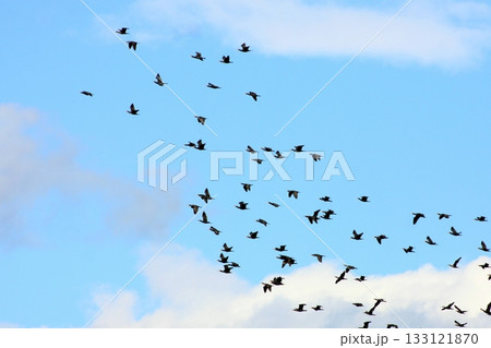 こんな数は はじめてじゃ。その数およそ140羽の鳶(2025.11.3) 鳥だ、とびだ、とんびだ 133121870