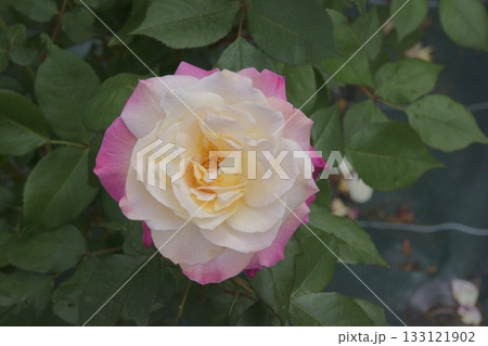 バラ 133121902