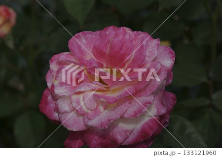 バラ バラ 133121960