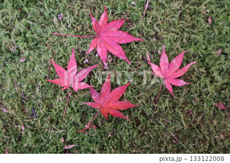 苔の上に落ちた紅葉（もみじ）：奥津渓にて 133122008