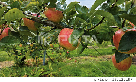 りんごの実 秋の収穫と果樹園 133122197