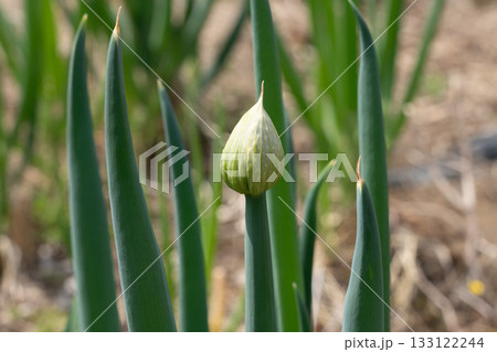 春に出てくる葱坊主の蕾 ネギ坊主 (4月) 家庭菜園 春に出てくる葱坊主の蕾 ネギ坊主 (4月) 家庭菜園 133122244