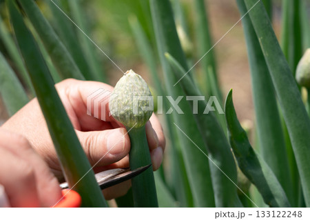 葱坊主の蕾をハサミで収穫をする男性 ネギ坊主 (4月) 家庭菜園 葱坊主の蕾をハサミで収穫をする男性 ネギ坊主 (4月) 家庭菜園 133122248