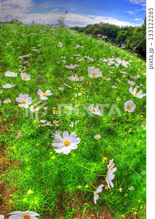 秋桜 HDR 秋桜 HDR 133122285