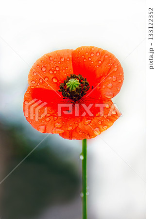 赤いポピーの花 133122352