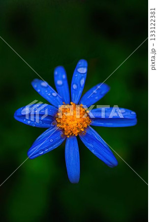 秋雨に濡れるブルーデイジーの花 秋雨に濡れるブルーデイジーの花 133122381