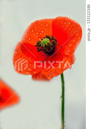 赤いヒナゲシの花 133122386