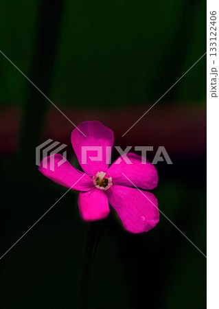赤いフクロナデシコの花 赤いフクロナデシコの花 133122406
