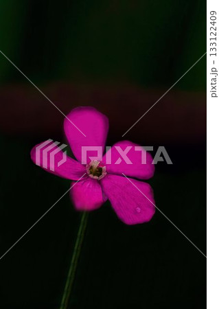 赤いフクロナデシコの花 133122409