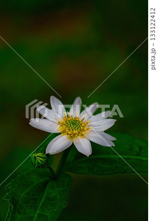 白いヒナギクの花 133122412