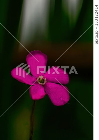 赤いフクロナデシコの花 赤いフクロナデシコの花 133122414