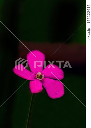 赤いフクロナデシコの花 133122415