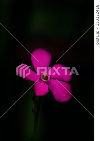 赤いフクロナデシコの花 133122416