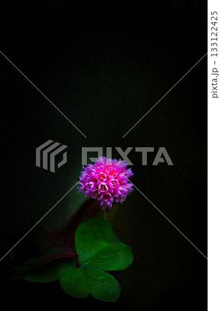 赤いヒメツルソバ 133122425