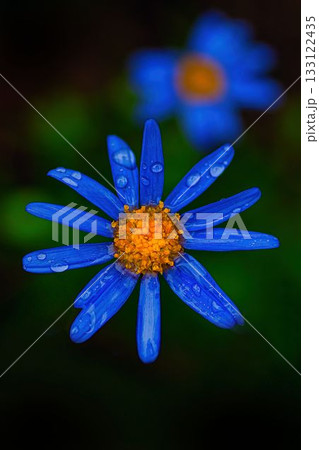 雨に濡れたブルーデイジー 133122435
