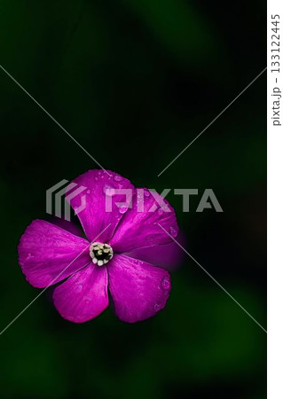 ピンクの花を咲かせたレッドキャンピオンのアップ 133122445