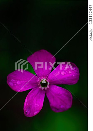 緑の中に映える可愛い小さなレッドキャンピオンの花 緑の中に映える可愛い小さなレッドキャンピオンの花 133122447