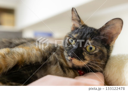 サビ猫 133122478