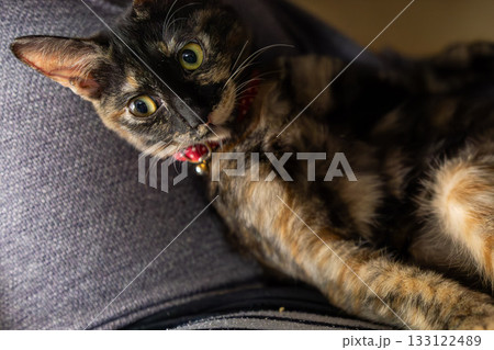 サビ猫 133122489