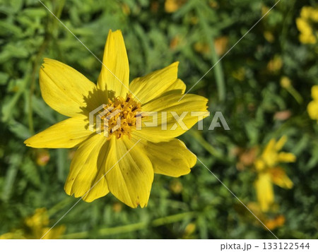 キバナコスモス 黄色い花 秋 133122544