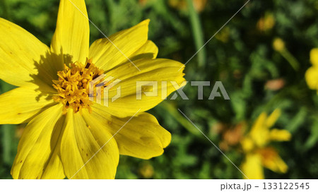 キバナコスモス 黄色い花 秋 133122545