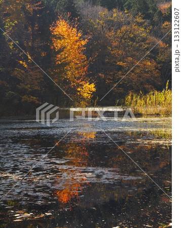 沼の紅葉（20251108112444） 133122607